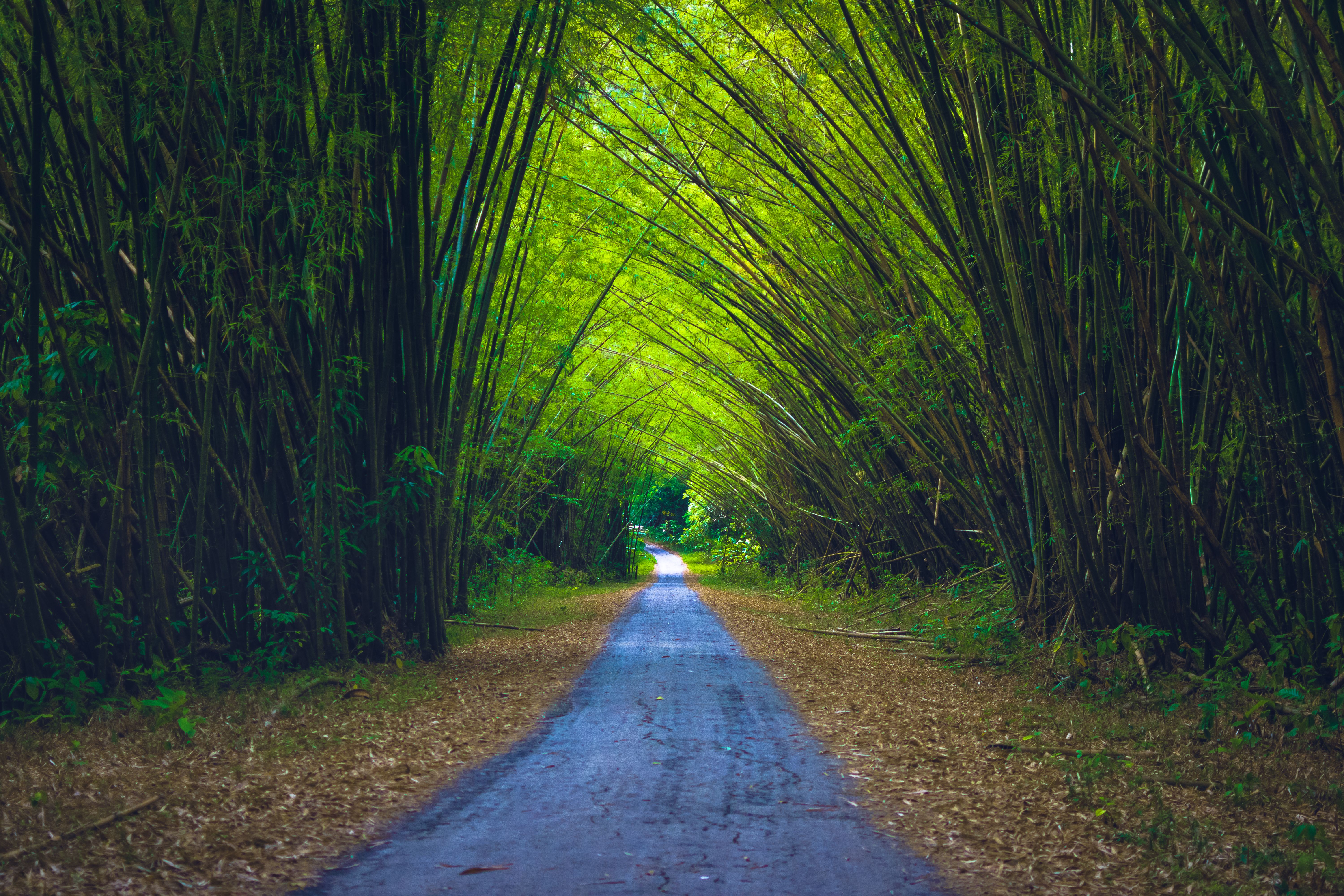 trinidad bamboo cathedral