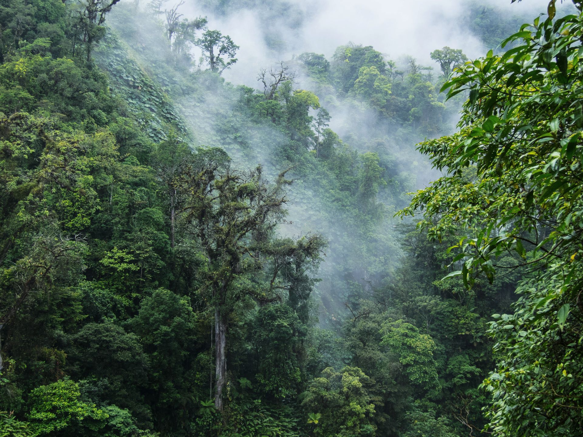 Monteverde Cloud Forest